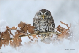 <p>SÝČEK OBECNÝ (Athene noctua) sokolnicky vedený /Little owl - Steinkauz/</p>
